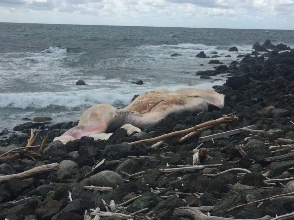 White blubber on beach. 