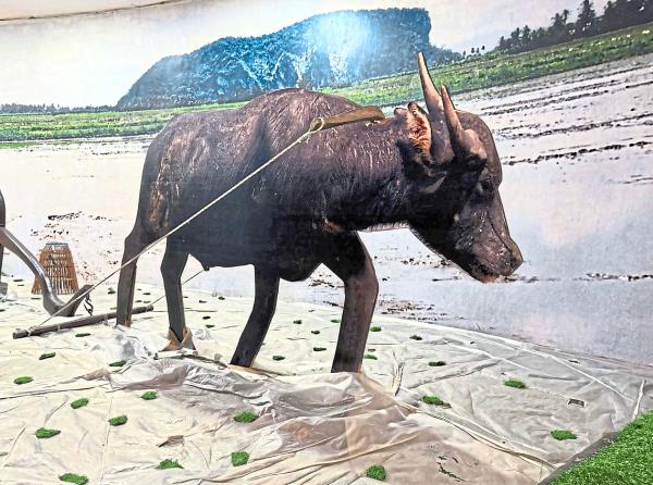 A visit to Kedah is not complete without learning a<em></em>bout the production of rice at the Kedah Padi Museum. — Filepic