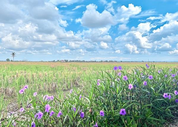 A beautiful scenery at Kopi Sawah.