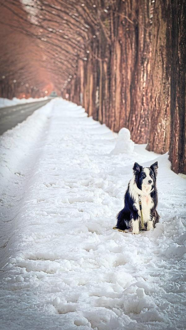 The writer managed to capture a picture of this dog sitting by the me<em></em>tasequoia tree-lined roadside.