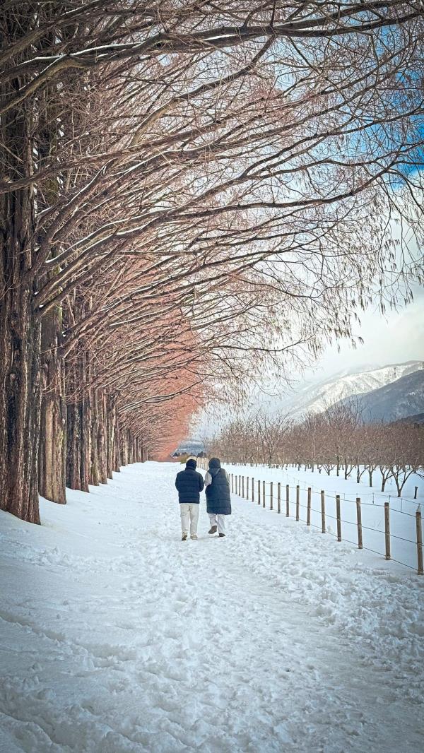 One of the writer's favourite photos of the tree-lined sidewalk.